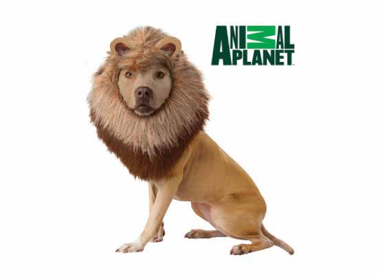 Animal Planet Lion Dog Costume - Pet Lovers